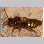 Nomada lathburiana - Wespenbiene w11.jpg
